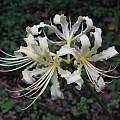 Lycoris straminea, Zhang PC