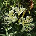 Lycoris straminea, Zhang PC