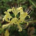 Lycoris straminea, Zhang PC