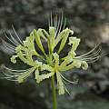 Lycoris straminea, Zhang PC