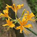 Lycoris traubii, Zhang PC