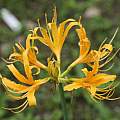 Lycoris traubii, Zhang PC