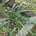 Lycoris traubii, Zhang PC