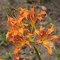 Lycoris tsinlingensis, Zhang PC