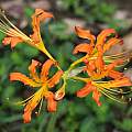 Lycoris tsinlingensis, Zhang PC