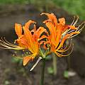 Lycoris tsinlingensis, Zhang PC