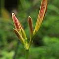 Lycoris tsinlingensis, Zhang PC