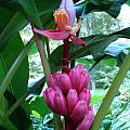 Musa velutina flowers and fruit, Jay Yourch