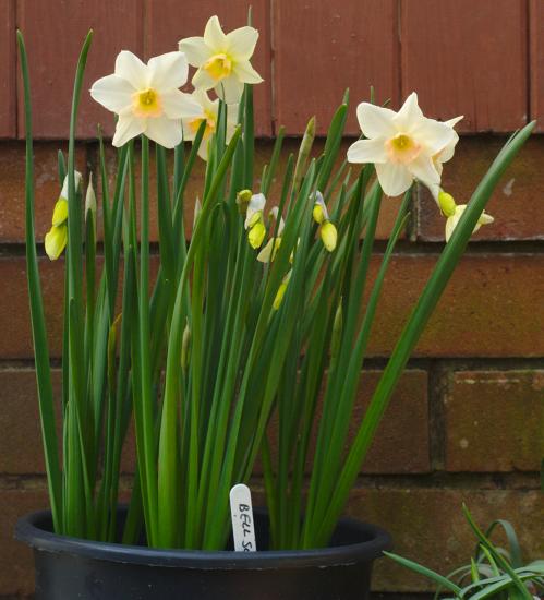 Miniature Narcissus | Pacific Bulb Society