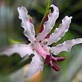 Nerine masoniorum, Mary Sue Ittner