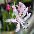 Nerine masoniorum, Mary Sue Ittner