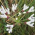 Nerine pancratioides, berthapi2, iNaturalist, CC BY-NC