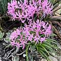 Nerine undulata, Richard Sullivan