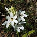 Ornithogalum thyrsoides, Darling, Mary Sue Ittner Ornithogalum thyrsoides, Darling, Mary Sue Ittner