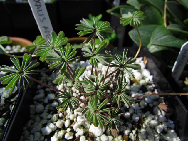 Oxalis triangularis – Le Cactus Fleuri