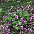 Oxalis articulata, Nicholas Plummer