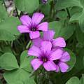 Oxalis articulata, Nicholas Plummer