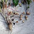 Oxalis brasiliensis bulbs, Mary Sue Ittner