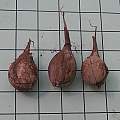 Oxalis stenorrhyncha bulbs, Mary Sue Ittner Oxalis stenorrhyncha bulbs, Mary Sue Ittner
