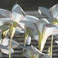 Oxalis tenuifolia, Andrew Broome