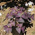 Oxalis triangularis, Bob Rutemoeller [Shift+click to enlarge, Click to go to wiki entry]
