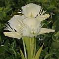 Pecteilis gigiantea, Saket Shrotri Pecteilis gigiantea, Saket Shrotri