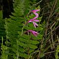 Radinosiphon leptostachya, Bart Wursten, iNaturalist, CC BY-NC