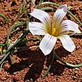 Romulea atrandra, Alan Horstmann Romulea atrandra, Alan Horstmann