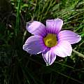 Romulea atrandra, Napier, Cameron McMaster