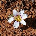 Romulea atrandra var esterhuyseniae, Alan Horstmann
