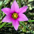 Romulea atrandra, Mary Sue Ittner