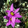 Romulea atrandra, Mary Sue Ittner