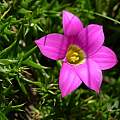 Romulea camerooniana, Cameron McMaster