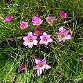 Romulea camerooniana, Cameron McMaster