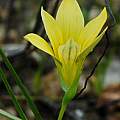 Romulea citrina, Namaqualand, Mary Sue Ittner Romulea citrina, Namaqualand, Mary Sue Ittner