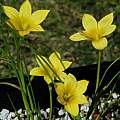 Romulea citrina, Mary Sue Ittner Romulea citrina, Mary Sue Ittner