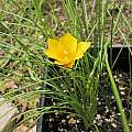 Romulea diversiformis, Mary Sue Ittner
