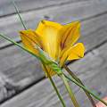 Romulea diversiformis, Mary Sue Ittner