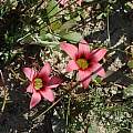 Romulea eximia, Darling, Mary Sue Ittner