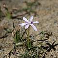 Romulea hantamensis, Alan Horstmann Romulea hantamensis, Alan Horstmann