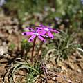 Romulea hantamensis, Alan Horstmann Romulea hantamensis, Alan Horstmann