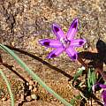 Romulea hantamensis, Alan Horstmann Romulea hantamensis, Alan Horstmann