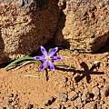Romulea hantamensis, Alan Horstmann Romulea hantamensis, Alan Horstmann