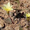 Romulea pearsoni, Corné Rautenbach, iNaturalist, CC BY-NC