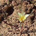 Romulea pearsoni, Corné Rautenbach, iNaturalist, CC BY-NC