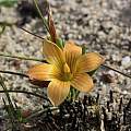 Romulea setifolia, Alan Horstmann