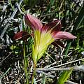 Romulea setifolia, Mary Sue Ittner