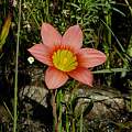 Romulea setifolia, Mary Sue Ittner