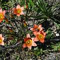 Romulea setifolia, Mary Sue Ittner