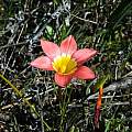 Romulea setifolia, Mary Sue Ittner